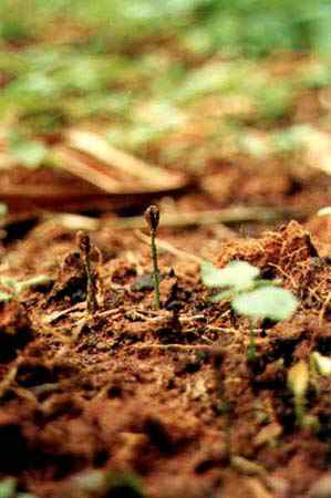 la graine a germ&eacute;