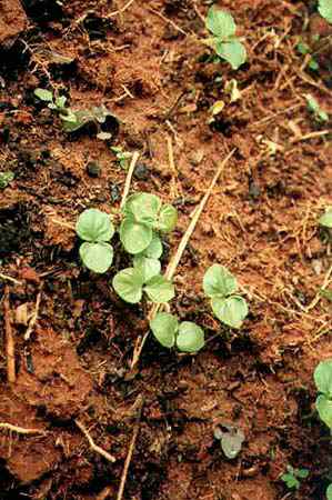 les premi&egrave;res feuilles