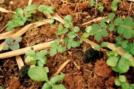 les premi&egrave;res feuilles