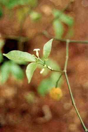 sur la m&ecirc;me branche, les divers stades:


bouton, fleur, fruit