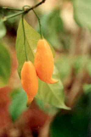 les fruits m&ucirc;rs