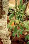 les arbustes poussent � l'ombre des arbres